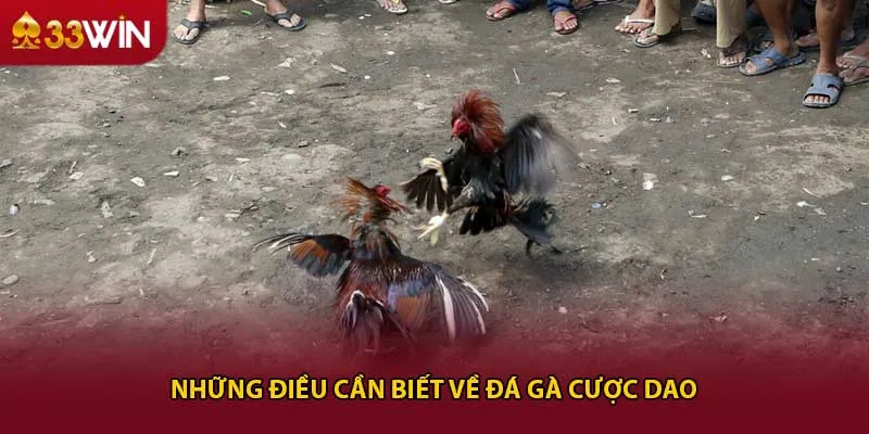 Những điều cần biết về đá gà cựa dao 